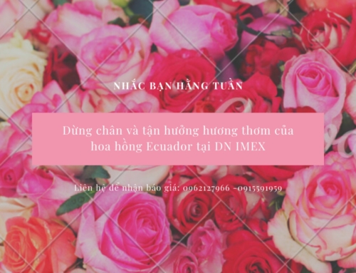 Hoa hồng ngày lễ tình nhân – Phát triển trên toàn cầu